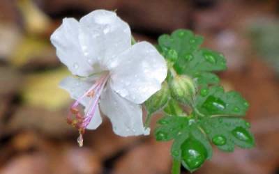 Buy  Long Blooming Groundcover Plants Online