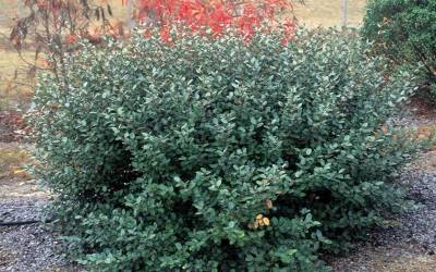 Buy Deer Resistant Shrubs Online