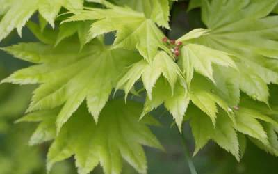 Buy Japanese Maple Trees Online