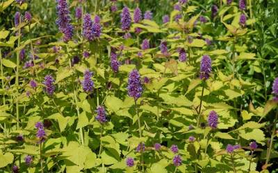 Shop Golden Jubilee Agastache - 1 Gallon Shop Golden Jubilee Agastache - 1 Gallon