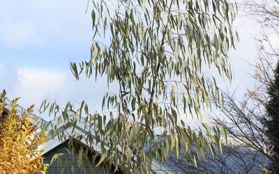 Buy Cold Hardy Eucalyptus Trees Online