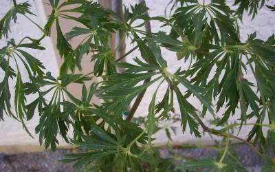 Buy Japanese Maple - Weeping Online