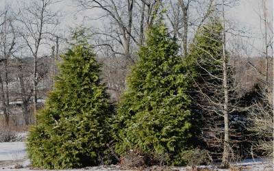 Buy Cypress & Cedar Trees Online