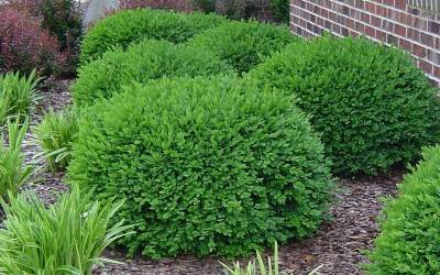 Buy Boxwood Shrubs Online