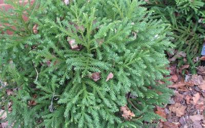 Buy Cryptomeria Shrubs Online