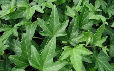 Buy Hedera - Ivy Online