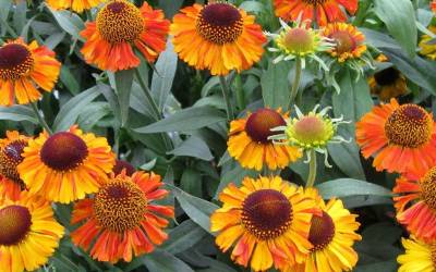 Buy Helenium - Helen’s Flower Online