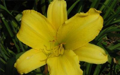 Buy Hemerocallis - Daylily Online