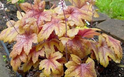 Shop Heucherella Twilight - 2.5 Quart Shop Heucherella Twilight - 2.5 Quart