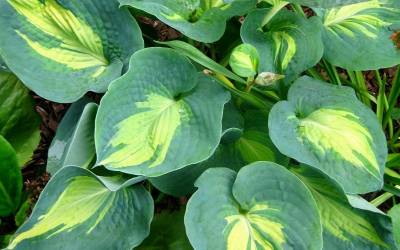 Buy Perennial Plants Online