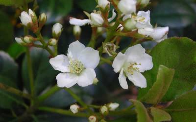 Shop Indian Hawthorn Spring Sonata - 2 Gallon Shop Indian Hawthorn Spring Sonata - 2 Gallon