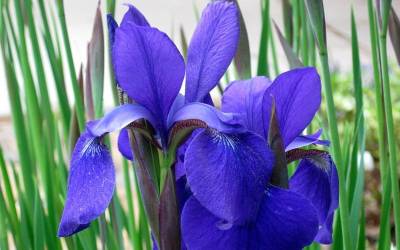 Buy Iris Online