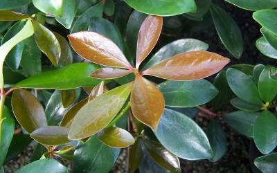 Buy Cleyera Shrubs Online