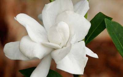 Shop Jubilation Gardenia - 2.5 Quart Shop Jubilation Gardenia - 2.5 Quart