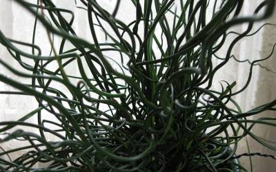 Buy Juncus - Rush Grasses Online