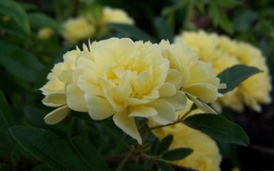 Buy Climbing Roses Online