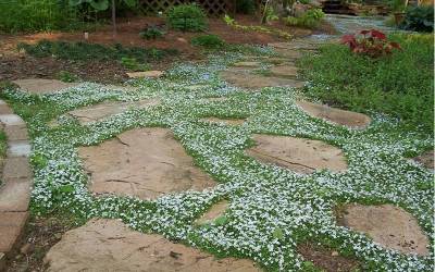Buy Lawn Substitute Groundcover Plants  Online