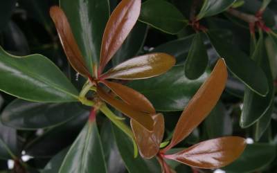 Shop LeAnn Cleyera - 3 Gallon Shop LeAnn Cleyera - 3 Gallon