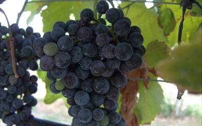 Buy Fruit Vines Online