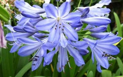 Buy Agapanthus - Lily of the Nile Online