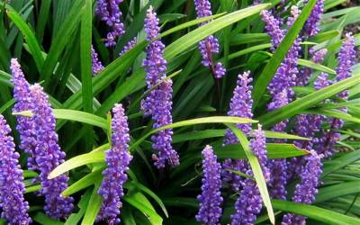 Buy Liriope - Lily Turf Online