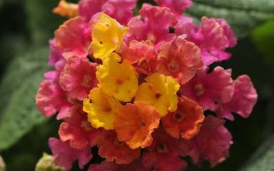 Buy Shrubs for Spring Color Online