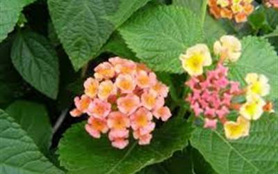 Shop Little Lucky Peach Glow Lantana - 2.5 Quart Shop Little Lucky Peach Glow Lantana - 2.5 Quart