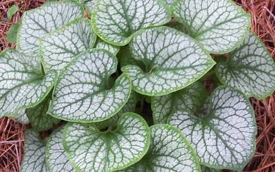 Buy Brunnera - Heart Leaf Forget-Me-Not Online