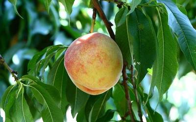 Buy Fruit Plants Online