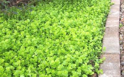 Buy Lysimachia - Creeping Jenny Online