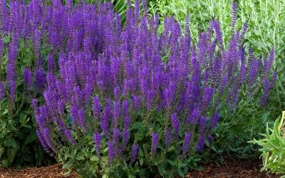 Buy Long Blooming Perennials Online