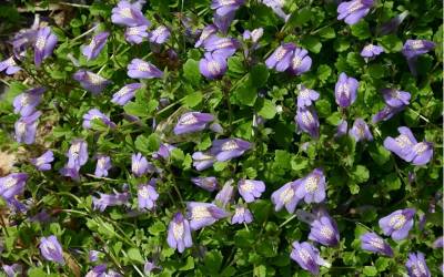 Buy Mazus - Groundcover Online