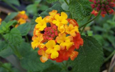 Buy Lantana Online