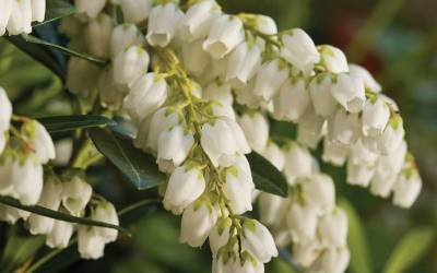 Shop Mountain Snow Pieris - 2.5 Quart Shop Mountain Snow Pieris - 2.5 Quart