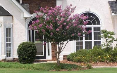 Buy Fauriei Hybrid Indian Crape Myrtle Series Online