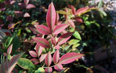 Shop Obsession Nandina - 2.5 Quart Shop Obsession Nandina - 2.5 Quart