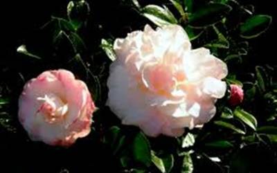 Shop October Magic Dawn Camellia - 2 Gallon Shop October Magic Dawn Camellia - 2 Gallon