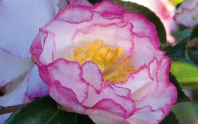 Shop October Magic Inspiration Camellia - 2 Gallon Shop October Magic Inspiration Camellia - 2 Gallon