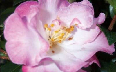 Buy Sasanqua Camellias - Fall Blooming Online