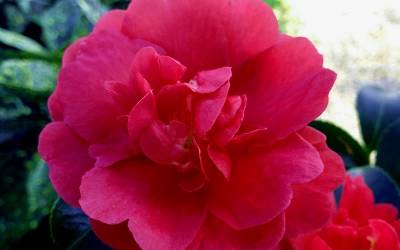 Shop October Magic Rose Camellia - 2 Gallon Shop October Magic Rose Camellia - 2 Gallon