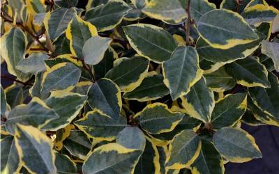 Buy Elaeagnus - Silverberry Online