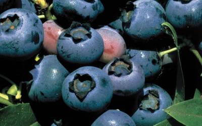 Buy Fruit Producing Shrubs Online