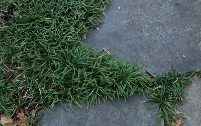 Buy Ophiopogon - Mondo Grass Online