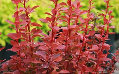 Shop Orange Rocket Barberry - 2.5 Quart Shop Orange Rocket Barberry - 2.5 Quart