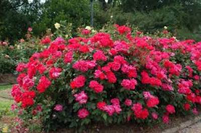 Buy Rose Bushes Online