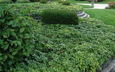 Buy Pachysandra Online