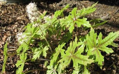 Buy Tiarella - Foam Flower Online