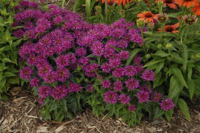 Shop Pardon My Purple Bee Balm - 1 Gallon