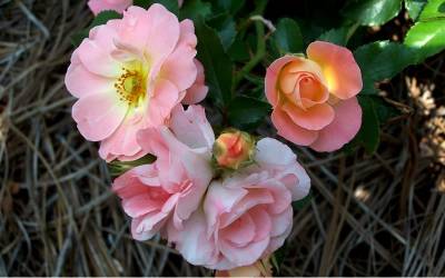 Buy Groundcover Roses Online