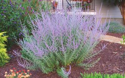 Buy Perovskia - Russian Sage Online